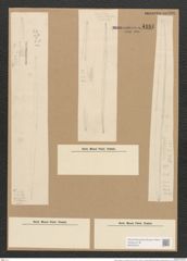 Nitzschia sigma var. consimilis Grun. (de-Toni-Nr.: Genus 47, Species 2099) Zeichnungen Sammlung Grunow Nr. 4181 (NHMW-BOT-W0372073)